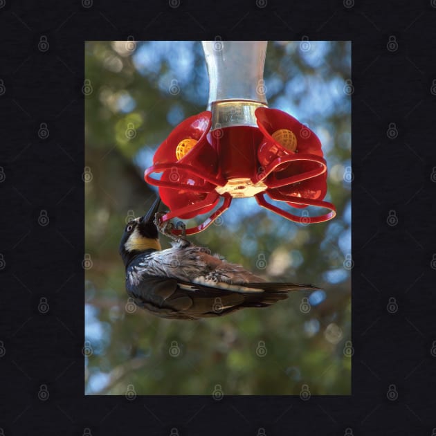 Acorn Woodpecker Raiding A Hummingbird Feeder by DPattonPD